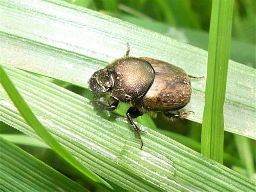 Onthophagus sp.